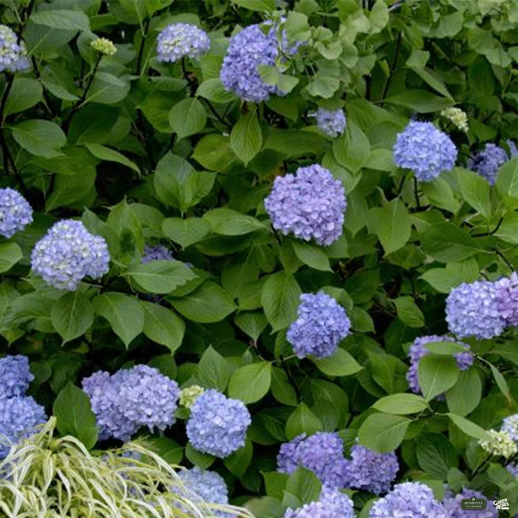 succulent enchantress plant Blue Enchantress® Hydrangea