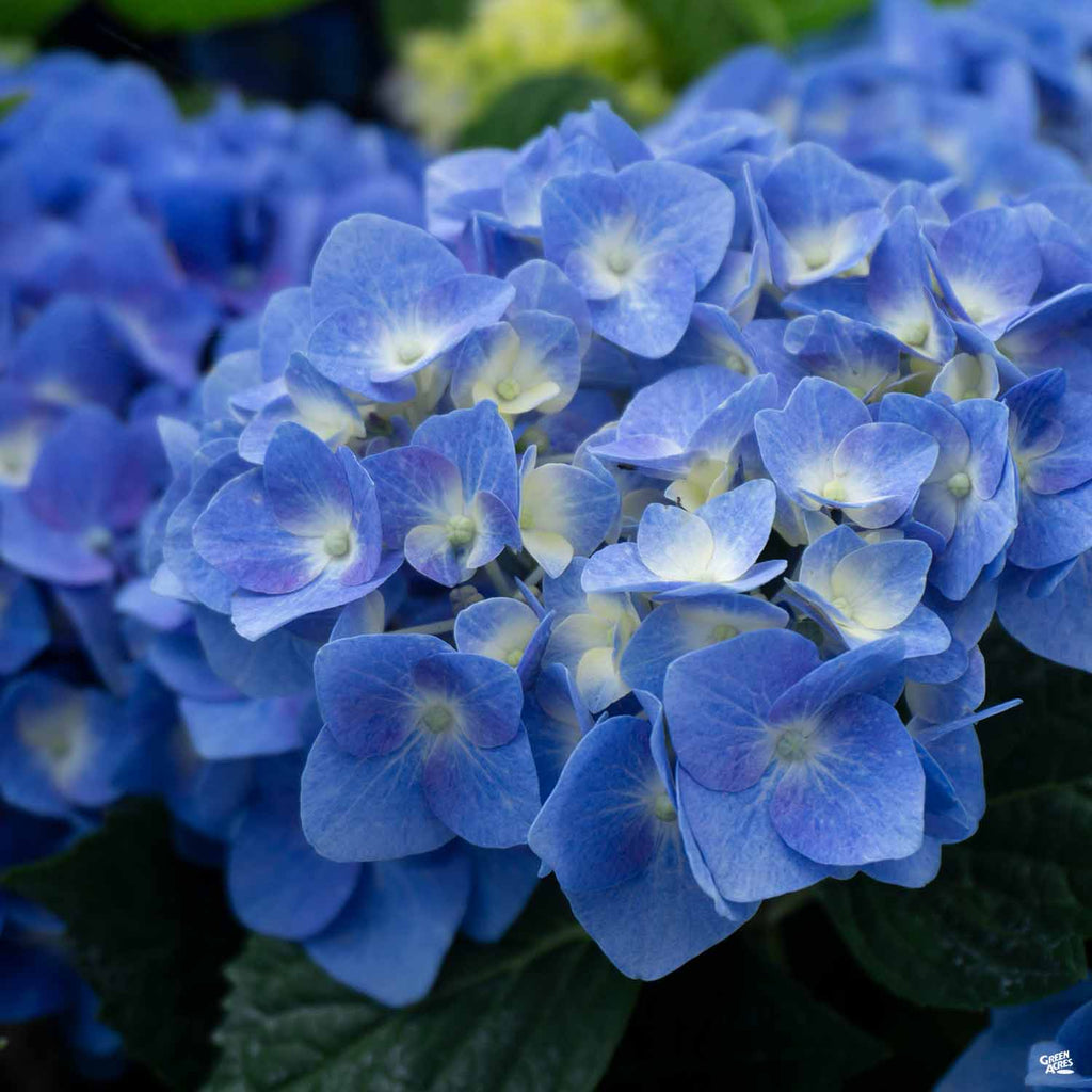 Let's Dance® Blue Jangles® Hydrangea — Green Acres