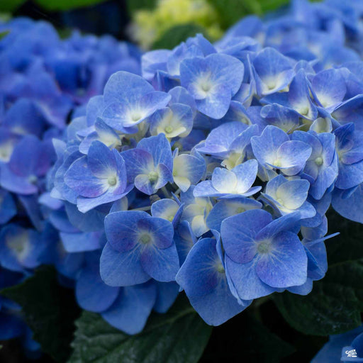 Hydrangea 'Blue Jangles'