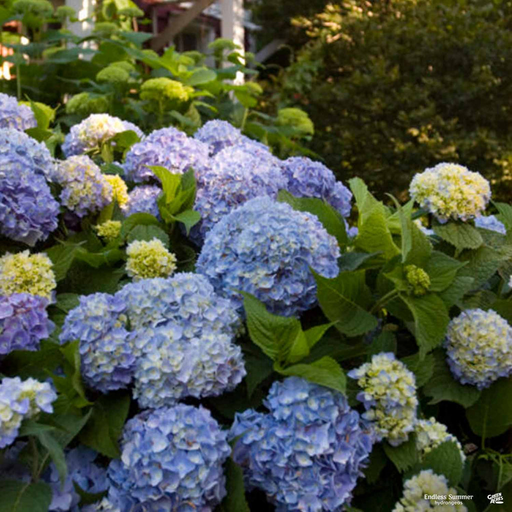 Endless Summer Hydrangea Endless summer hydrangea