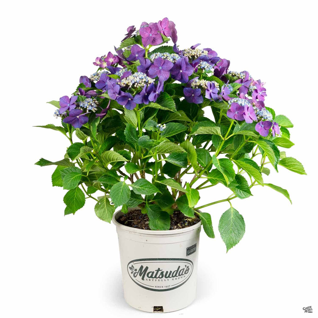 Hydrangea 'Fort Bragg' — Green Acres Nursery & Supply