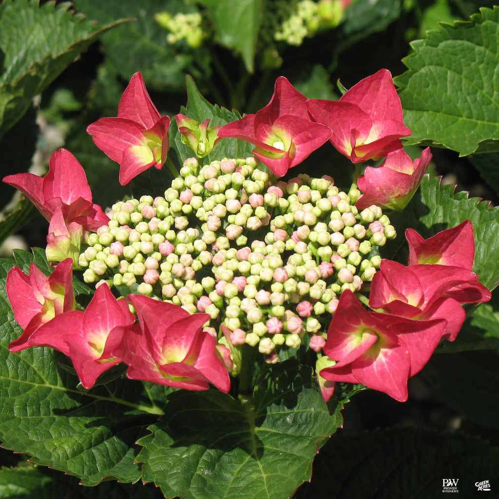 Hydrangea 'Fort Bragg' — Green Acres Nursery & Supply