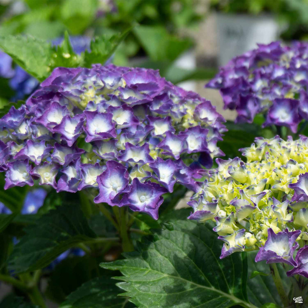lavender hydrangea plant Hydrangea 'Royal Purple' — Green Acres Nursery & Supply