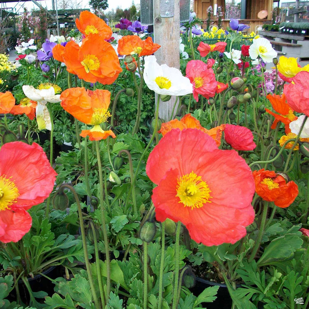 Iceland Poppy — Green Acres Nursery & Supply