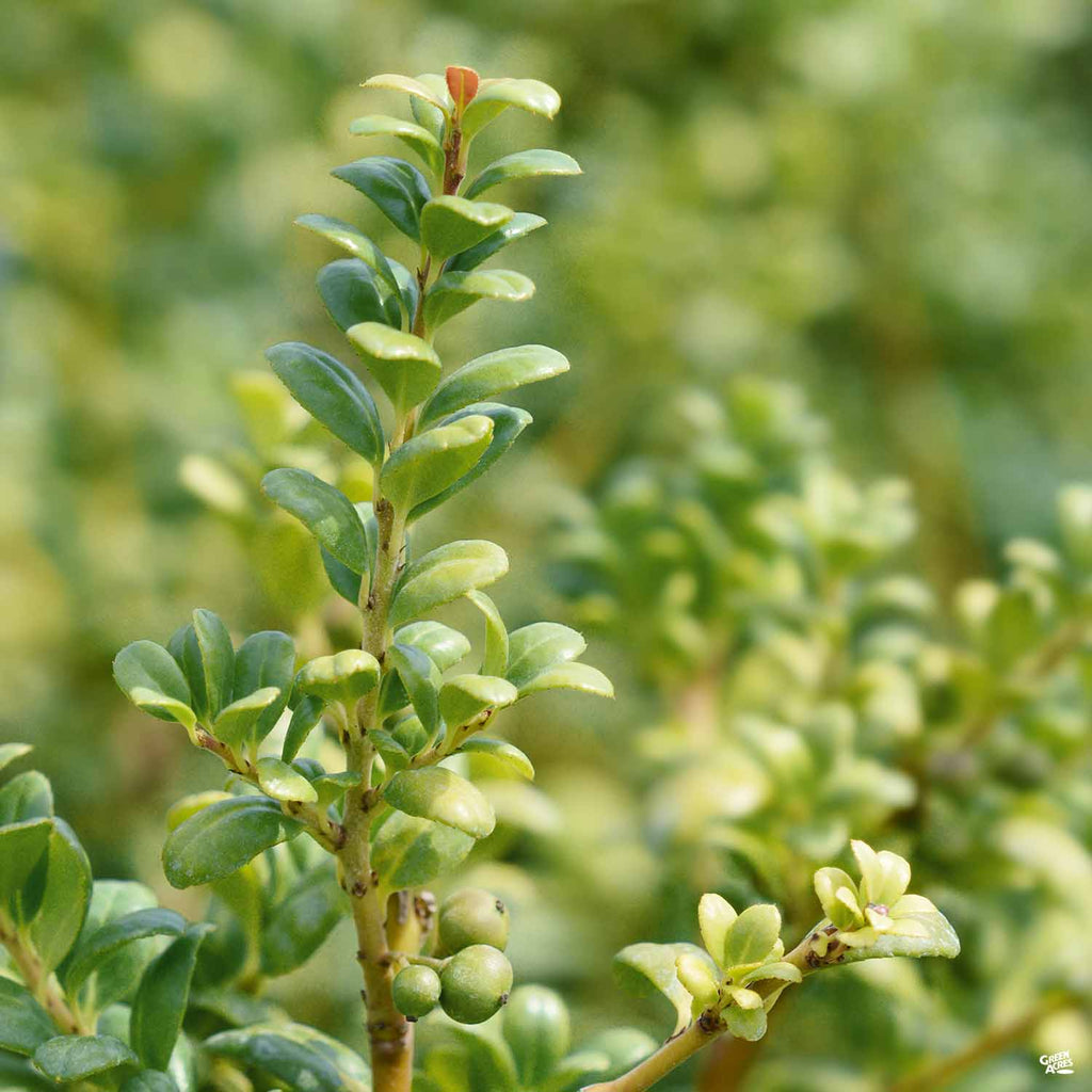 Japanese Holly 'Soft Touch' — Green Acres Nursery & Supply
