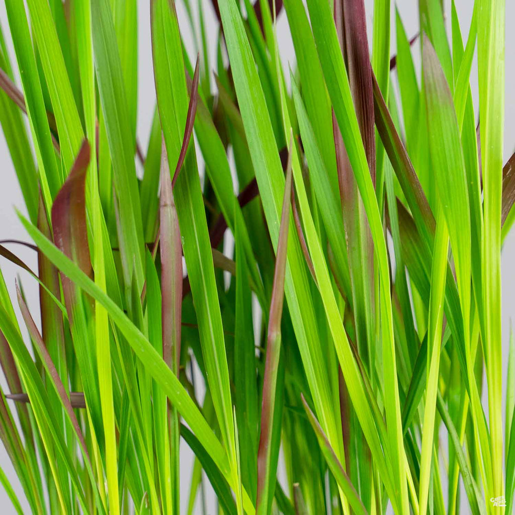 imperata cylindrica rubra Japanese Blood Grass — Green Acres Nursery & Supply