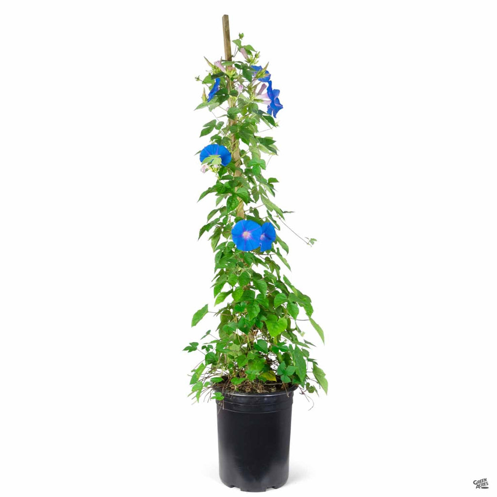 morning glory indoor plant Morning Glory — Green Acres Nursery & Supply