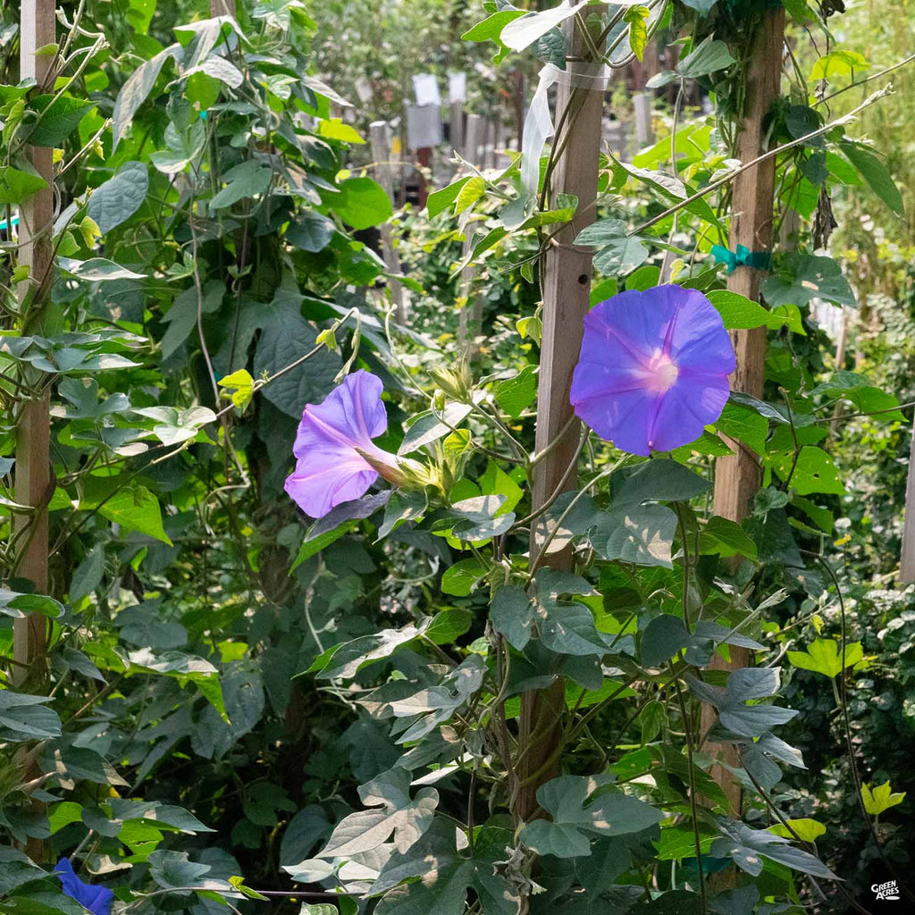 morning glory house plant Morning Glory — Green Acres Nursery & Supply