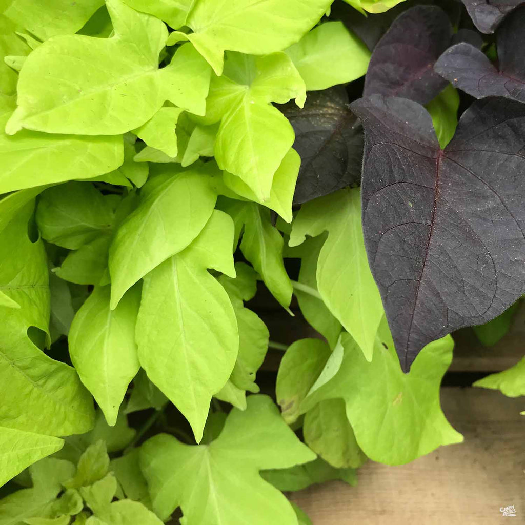 sweet potato vine plant seeds Sweet Potato Vine — Green Acres Nursery & Supply