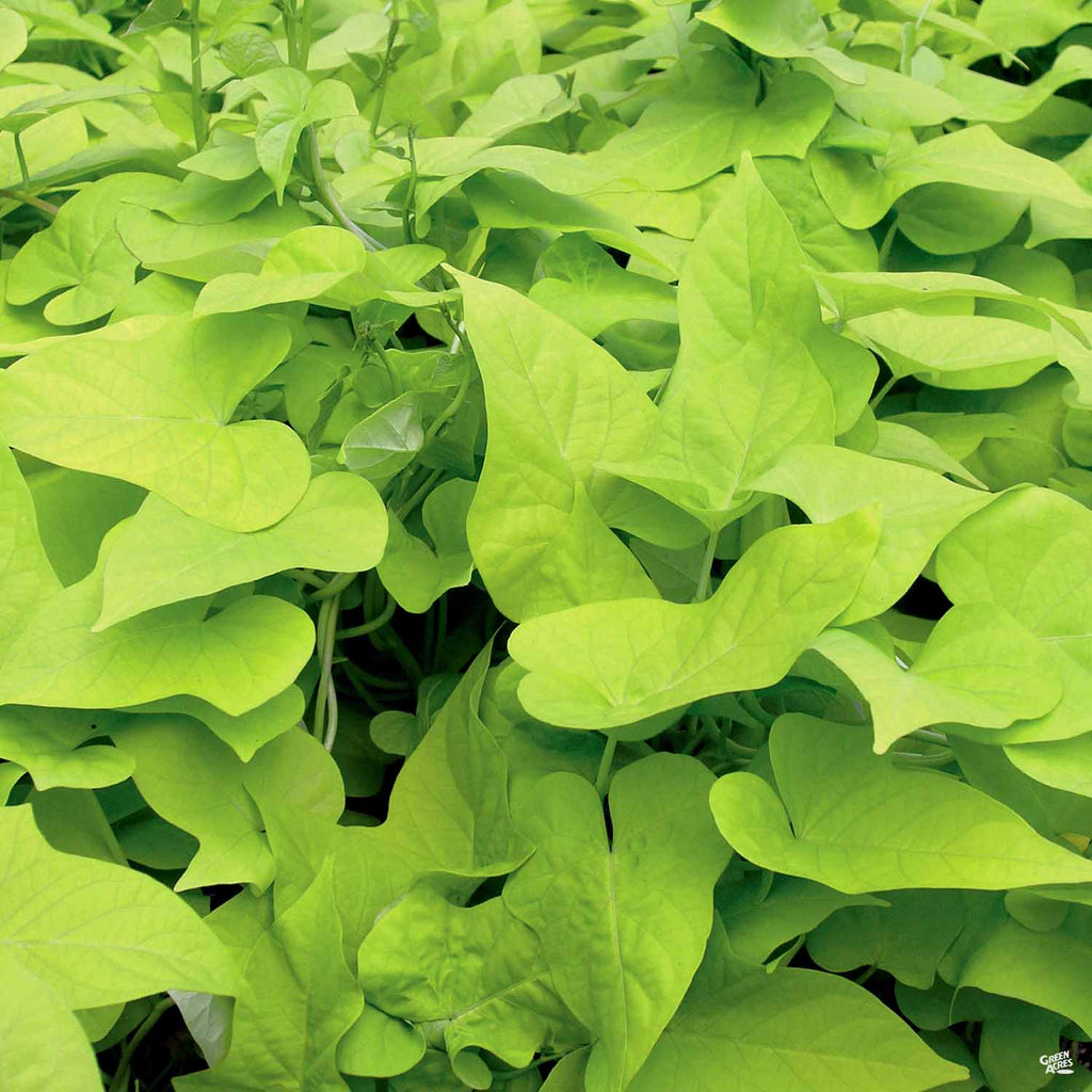 sweet potato vine hanging plant Sweet Potato Vine — Green Acres Nursery & Supply
