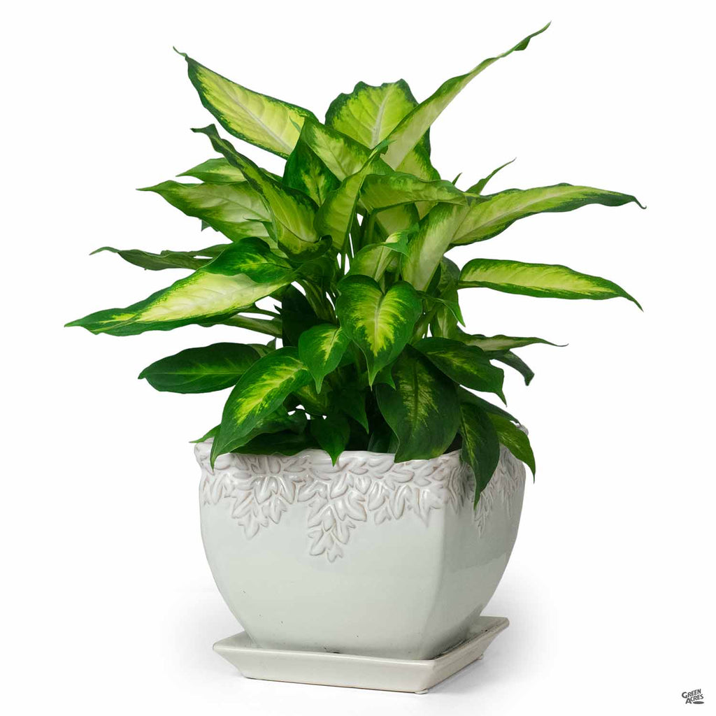 ivy plant pots Ivy League — Green Acres Nursery & Supply