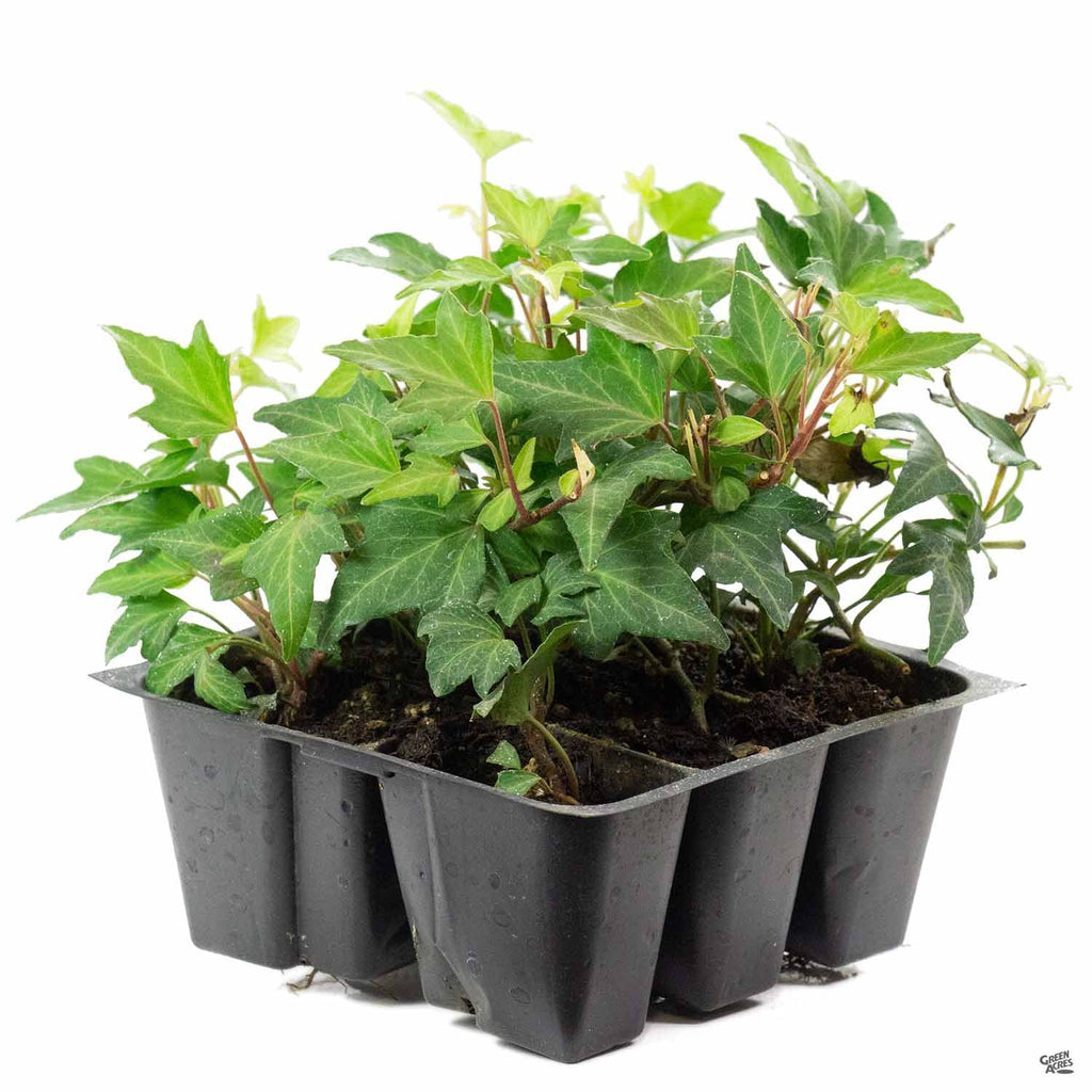 Ivy 'Needlepoint' — Green Acres Nursery & Supply
