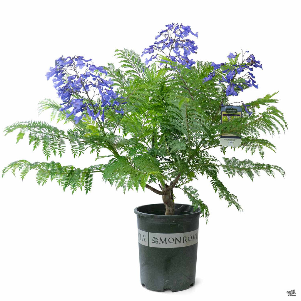 jacaranda house plant Bonsai Blue Jacaranda