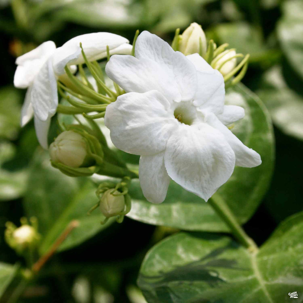 Fresh Edible Jasmine Flowers for Sale