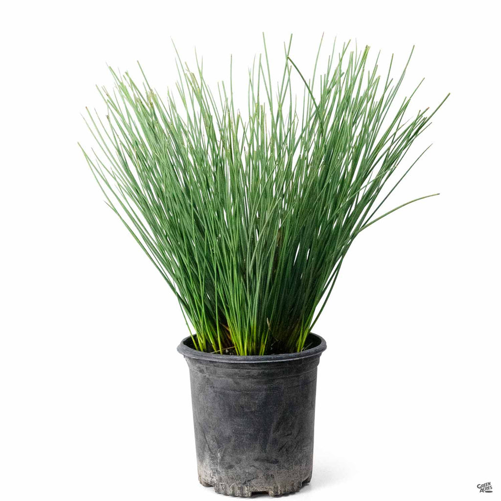 California Gray Rush — Green Acres Nursery & Supply