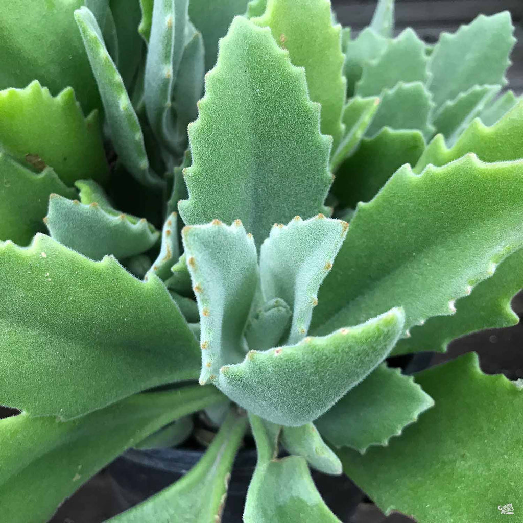 kalanchoe millotii succulent Kalanchoe millotii — Green Acres Nursery & Supply