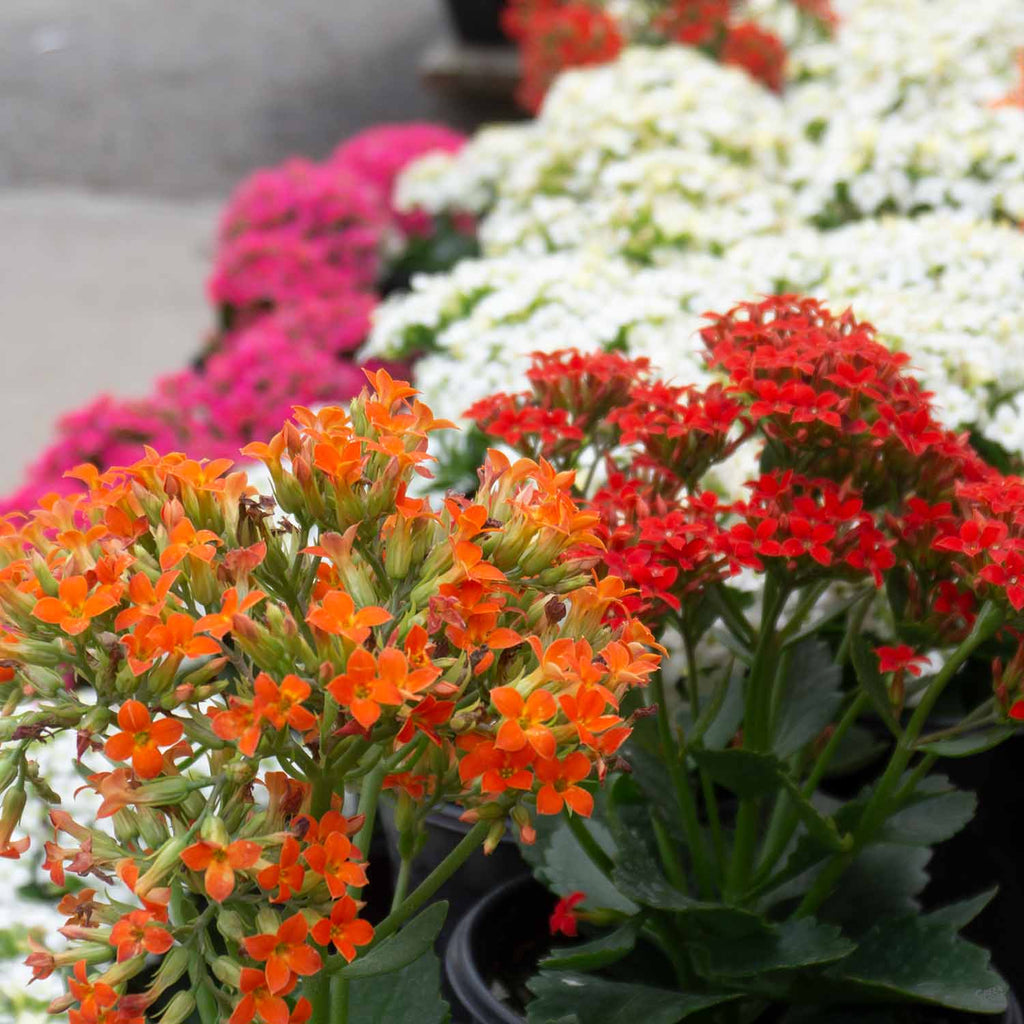 flowering kalanchoe succulent Flowering Kalanchoe — Green Acres Nursery & Supply