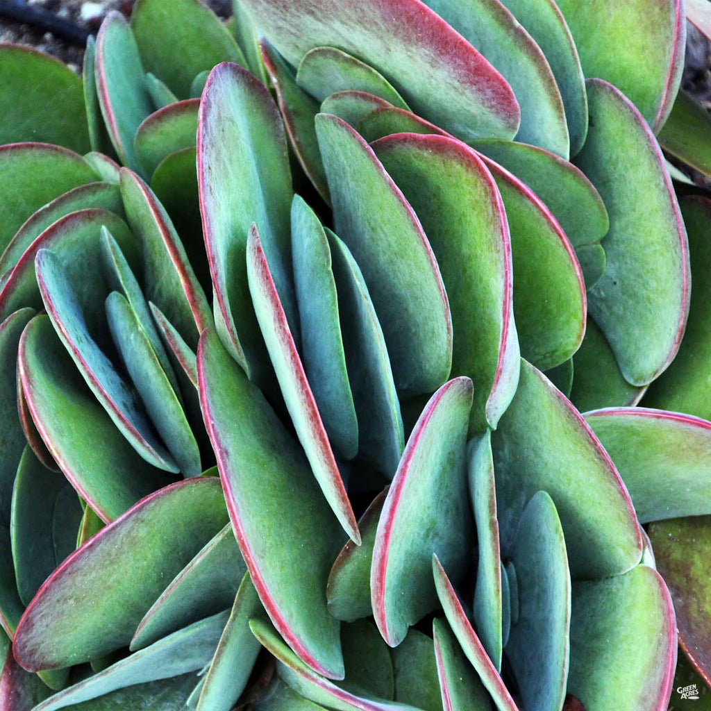 flapjack succulent tall Flapjack 'Desert Rose' — Green Acres Nursery & Supply