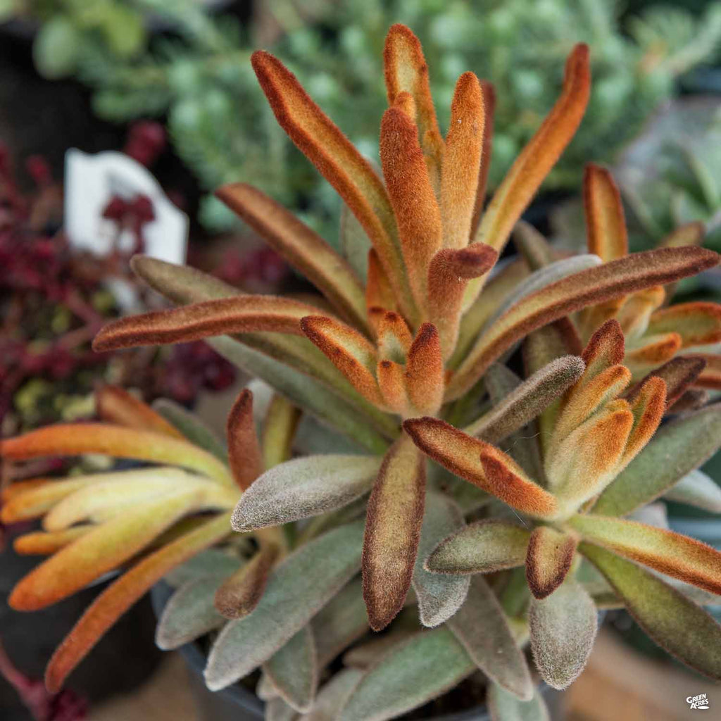 kalanchoe chocolate soldier succulent Kalanchoe 'Chocolate Soldier' — Green Acres Nursery & Supply