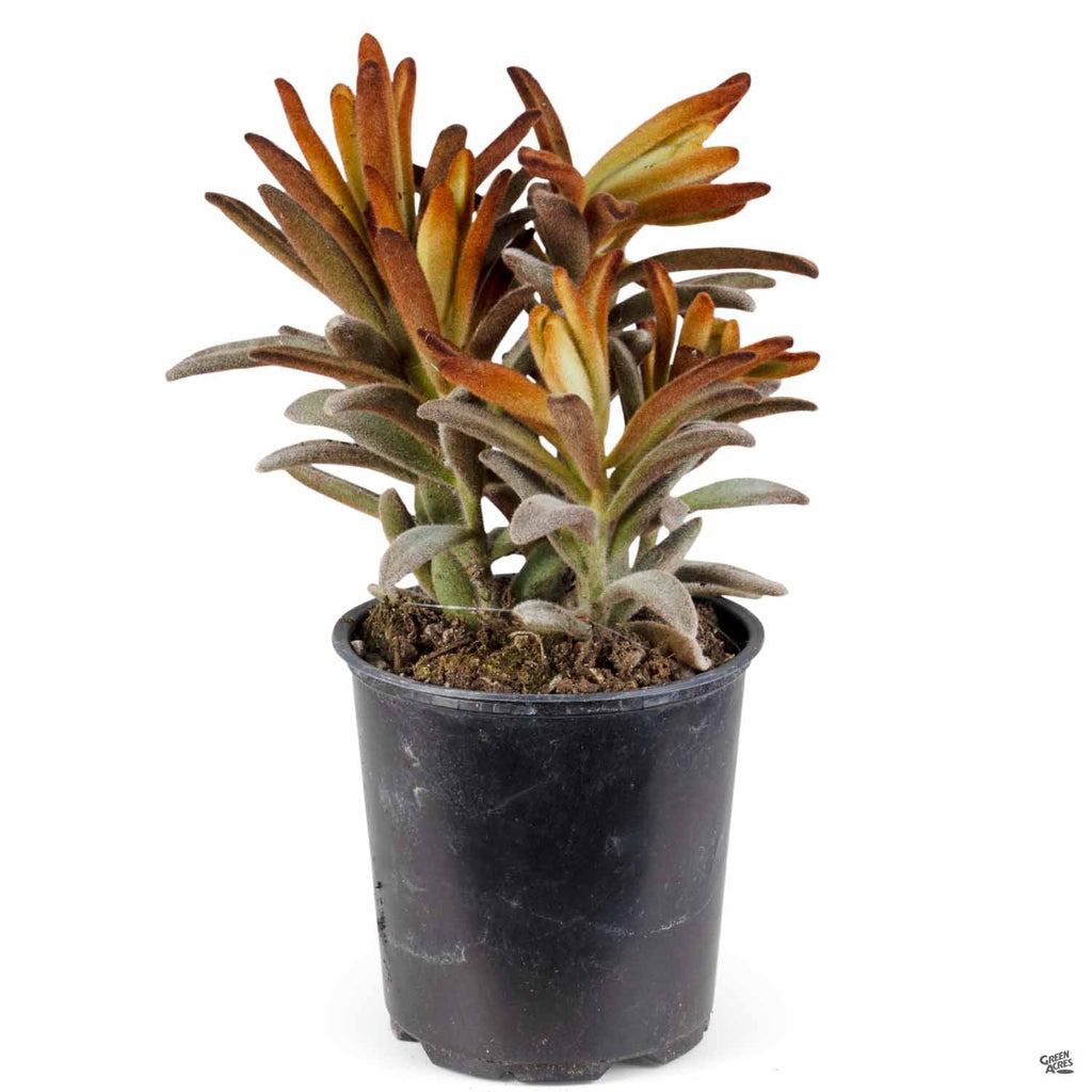 Kalanchoe 'Chocolate Soldier' — Green Acres Nursery & Supply