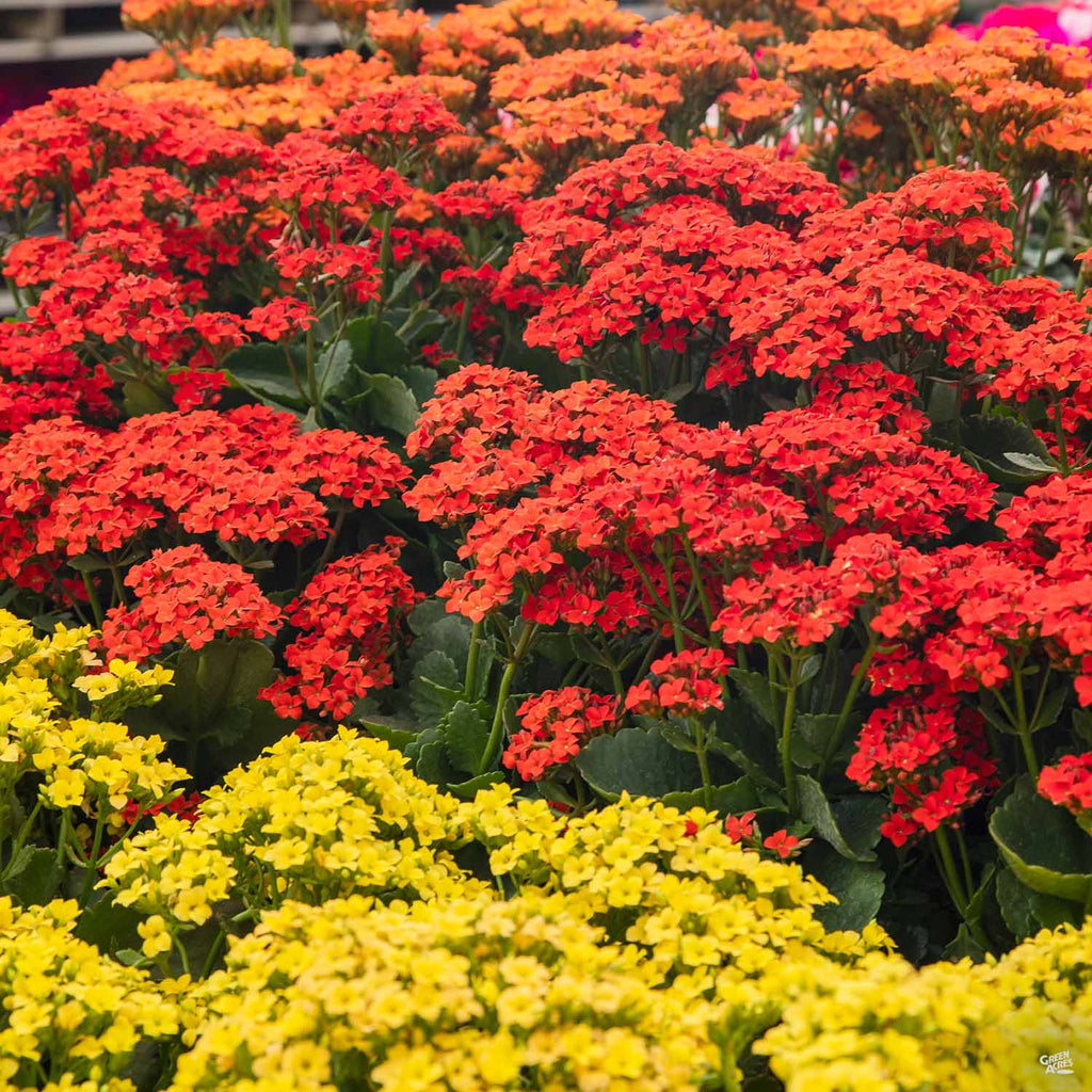 hedera kalanchoe Flowering Kalanchoe — Green Acres Nursery & Supply