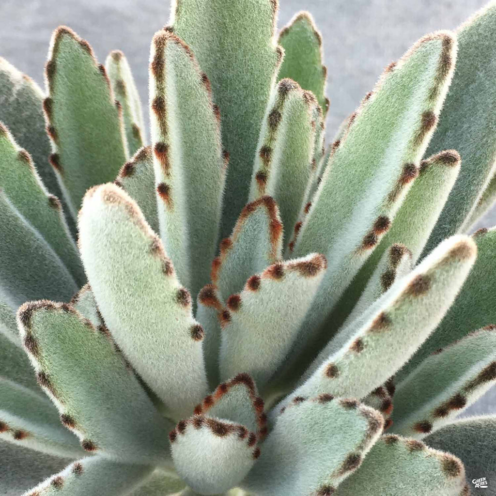 panda ear succulent Panda Plant — Green Acres Nursery & Supply