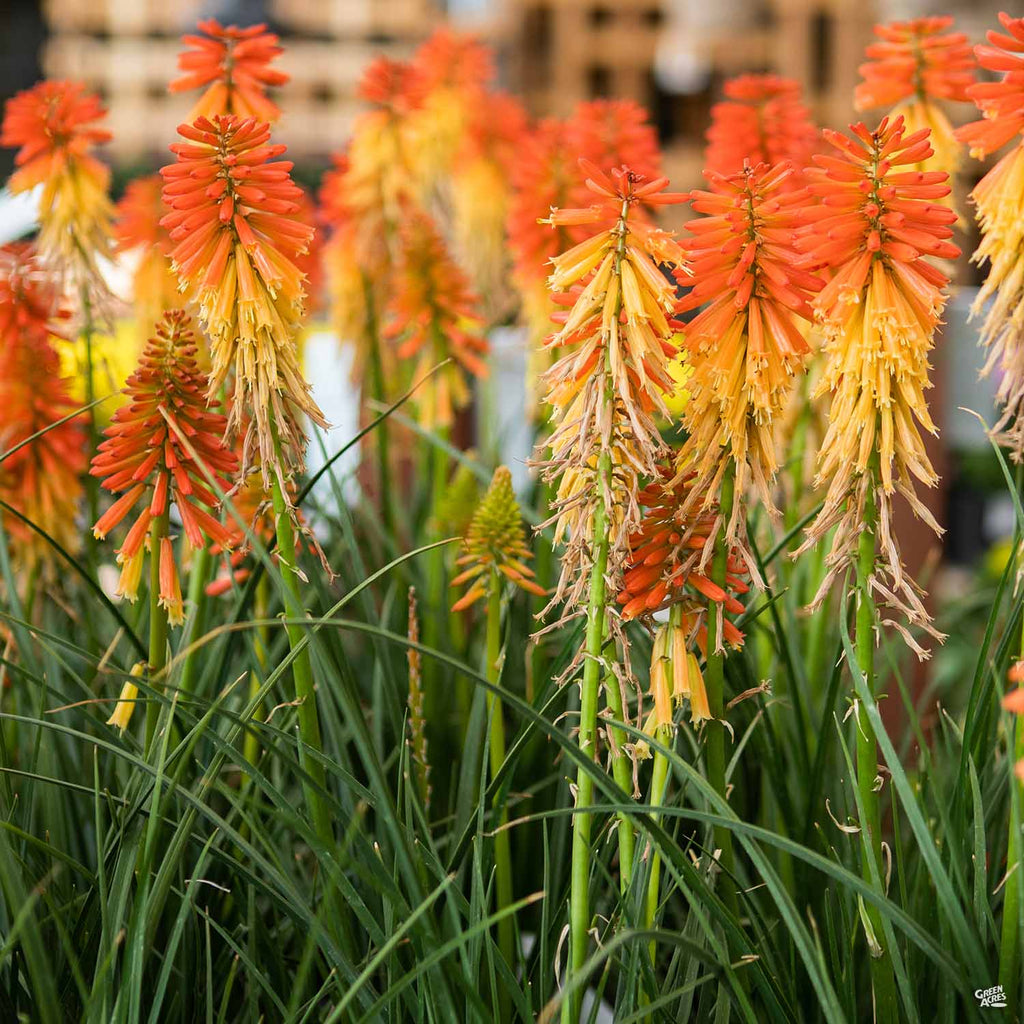 Red Hot Poker 'Popsicle' — Green Acres Nursery & Supply