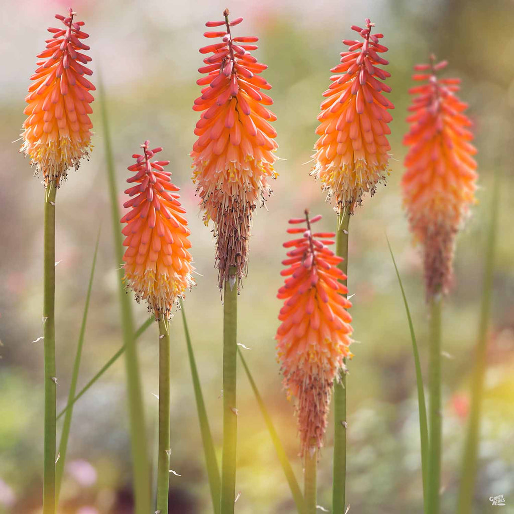 poker plant seeds Red Hot Poker 'Flamenco' — Green Acres Nursery & Supply