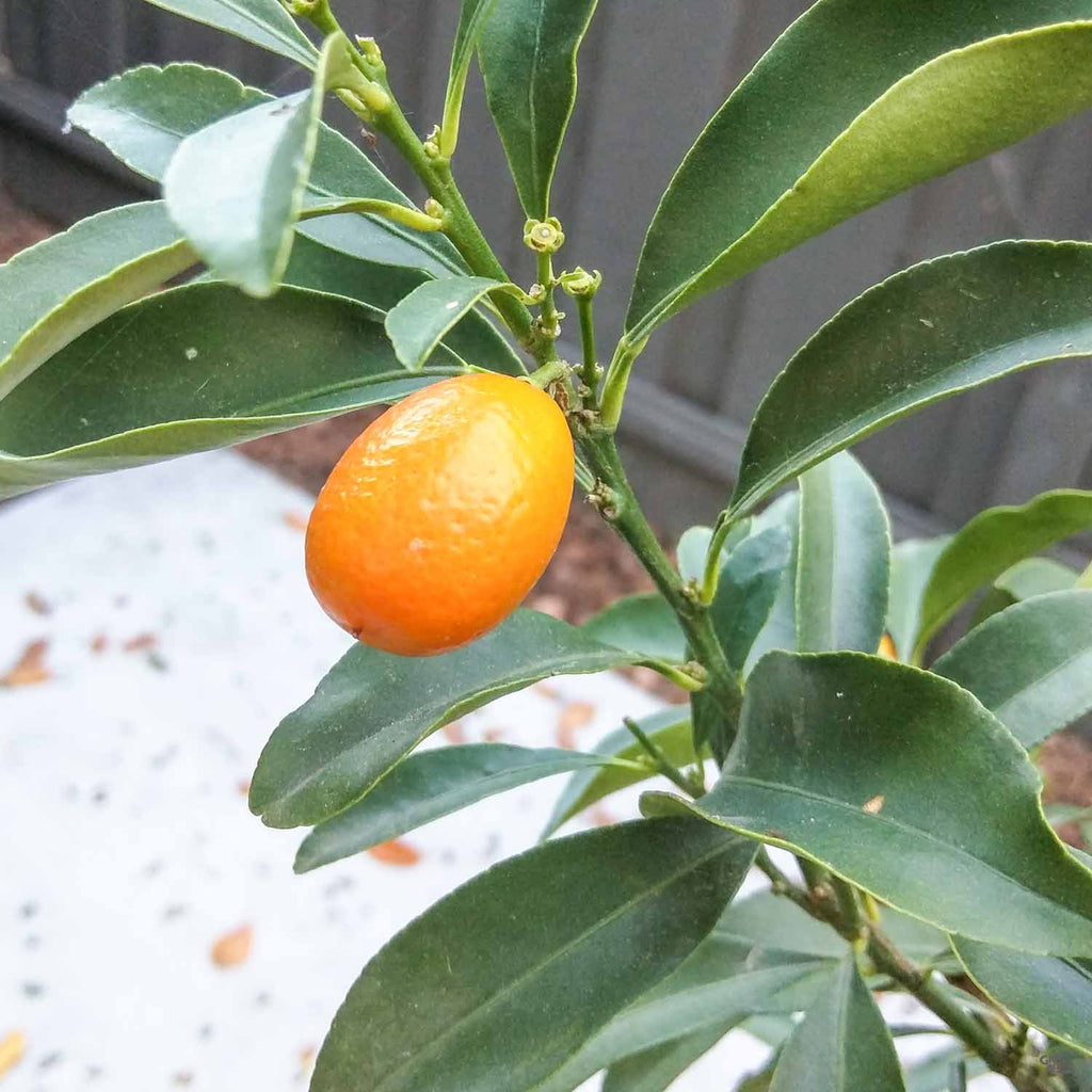 Kumquat 'Nagami', SemiDwarf — Green Acres Nursery & Supply