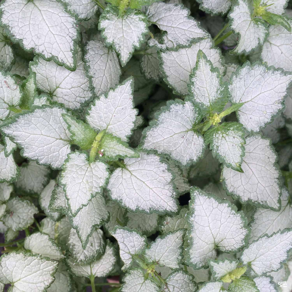 Dead Nettle — Green Acres Nursery & Supply