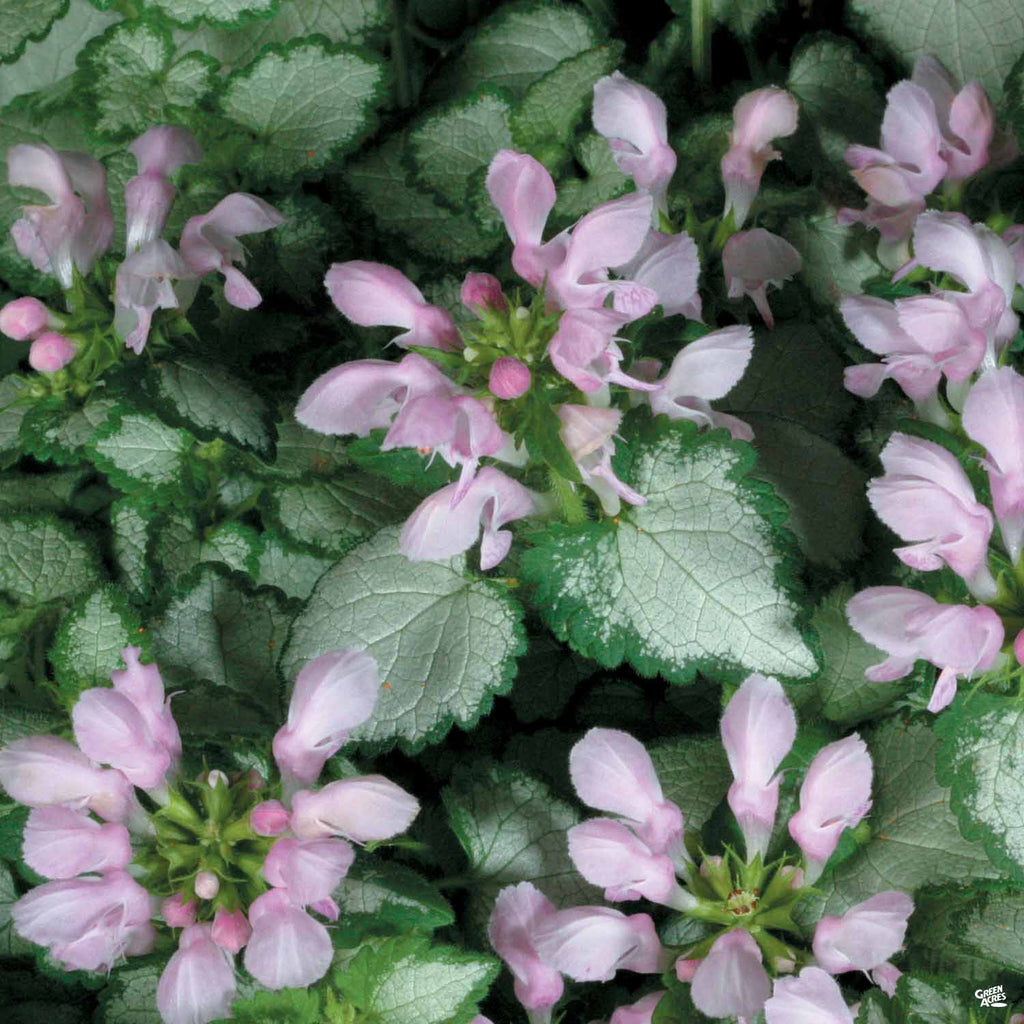 Dead Nettle — Green Acres Nursery & Supply