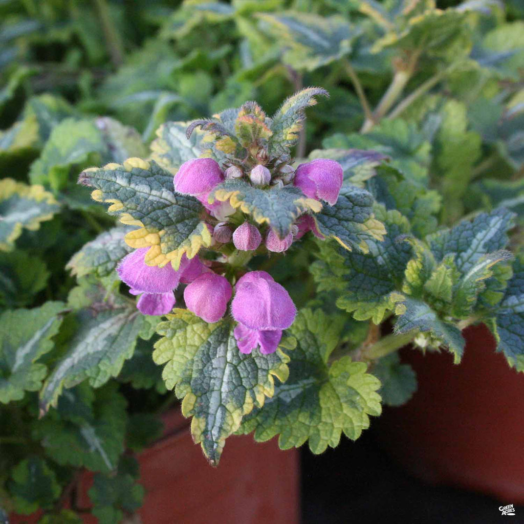 Dead Nettle — Green Acres Nursery & Supply
