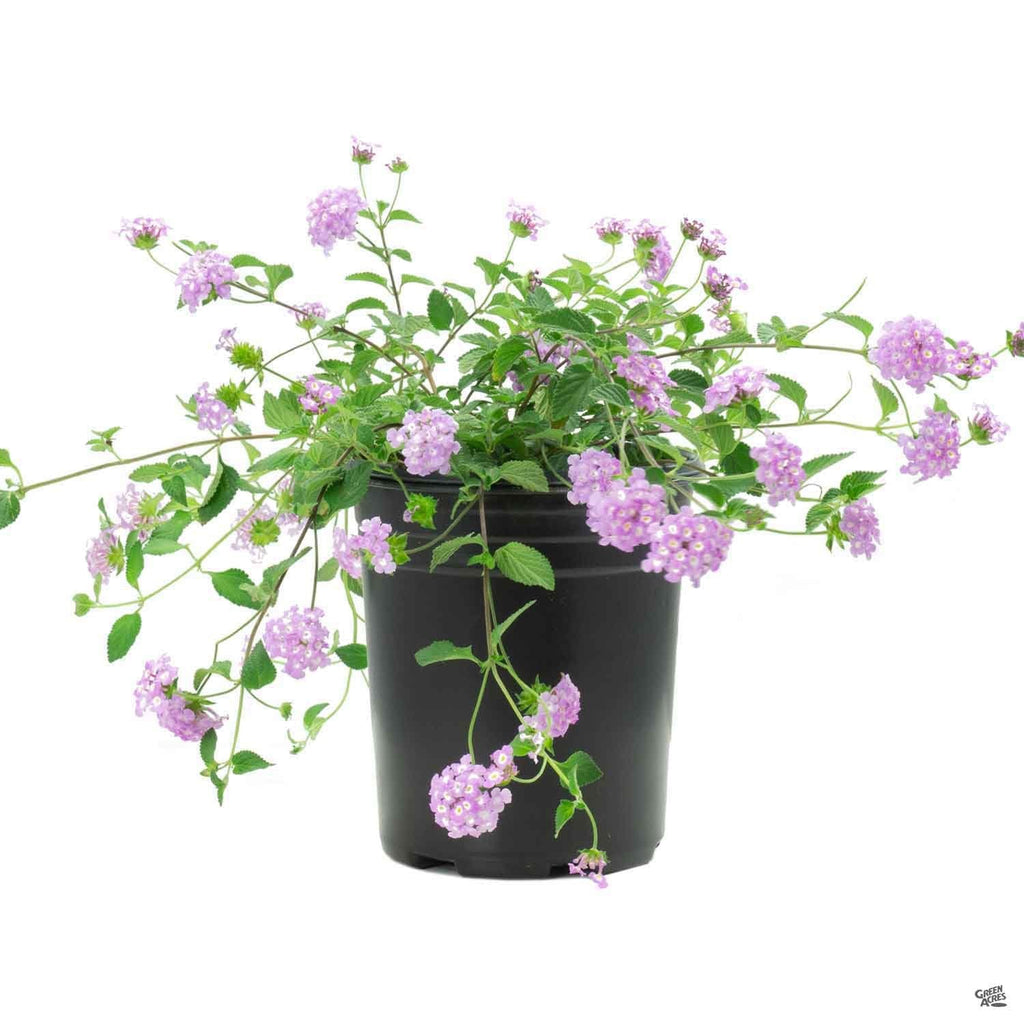 Lantana 'Trailing Purple' — Green Acres Nursery & Supply