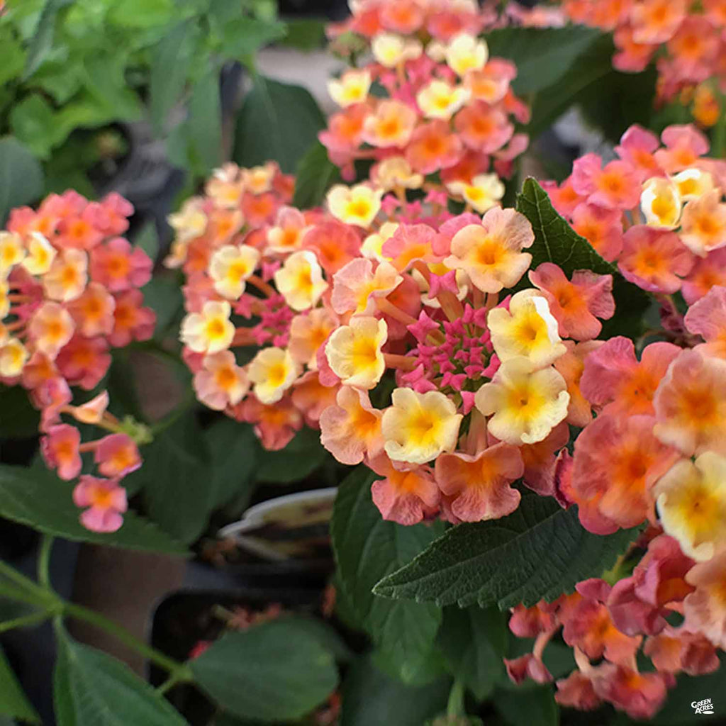 Landmark™ Lantana — Green Acres Nursery & Supply