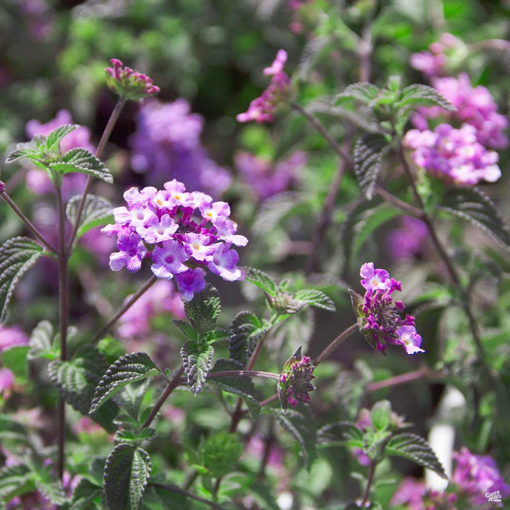 lavender lantana plant trailing Lantana 'Trailing Purple' — Green Acres Nursery & Supply