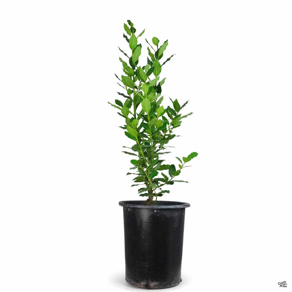 bay tree house plant Sweet Bay — Green Acres Nursery & Supply
