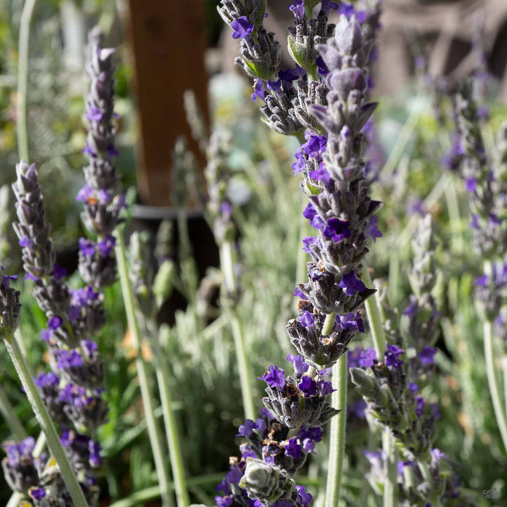 Lavender 'Goodwin Creek' — Green Acres Nursery & Supply