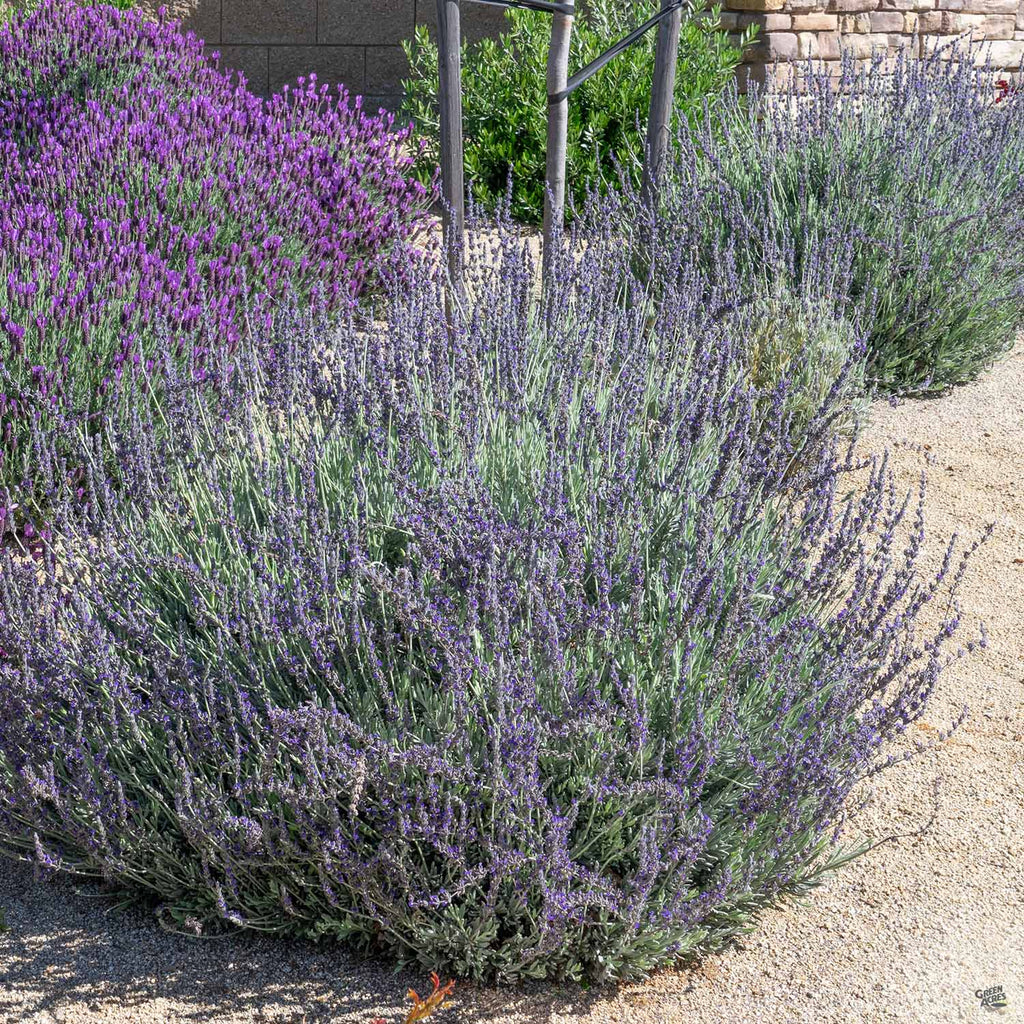 Lavender 'Goodwin Creek' — Green Acres Nursery & Supply
