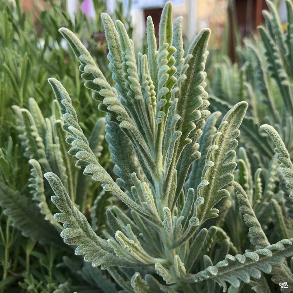 Lavender 'Goodwin Creek' — Green Acres Nursery & Supply
