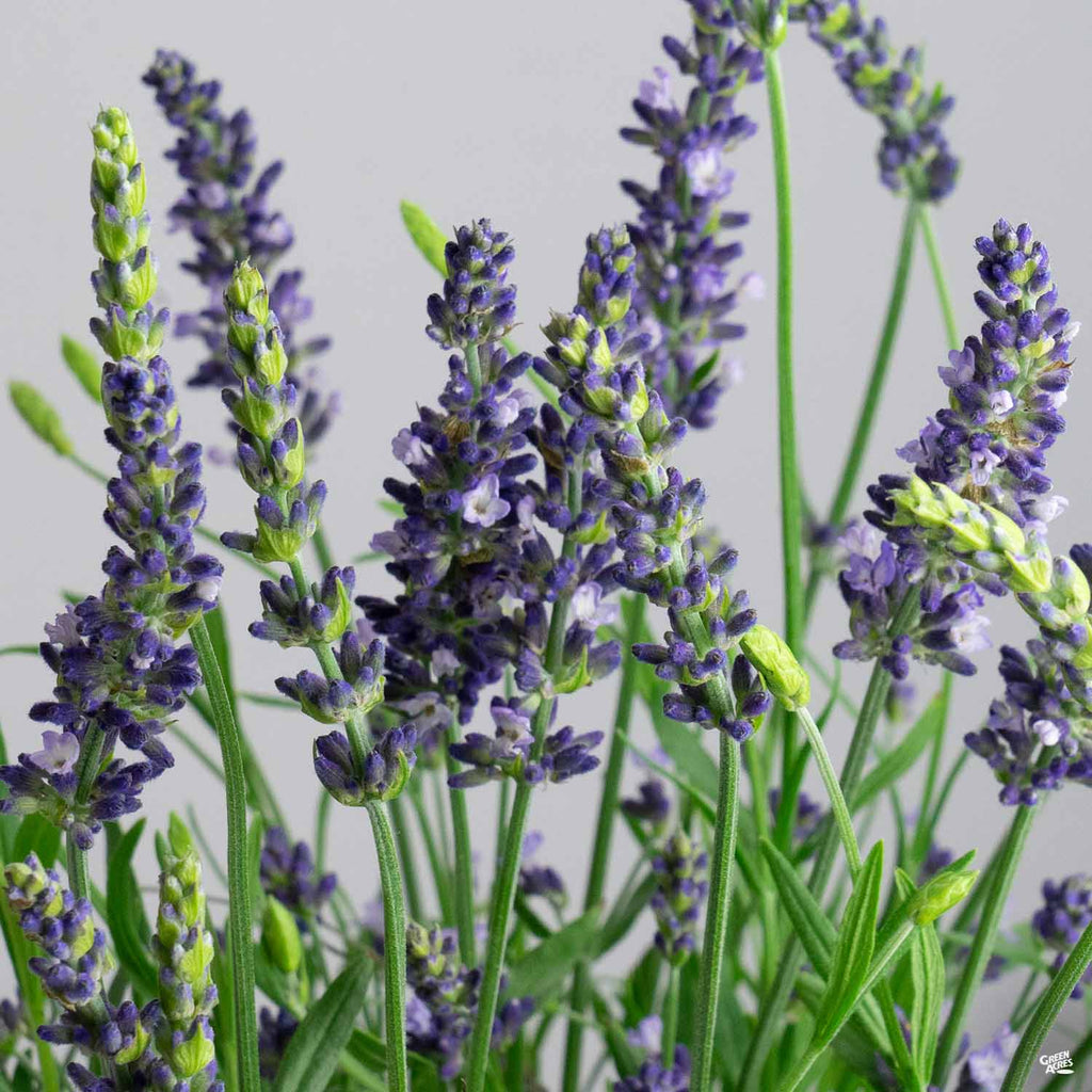 blue lavender plants Lavender 'Blue Spear' — Green Acres Nursery & Supply