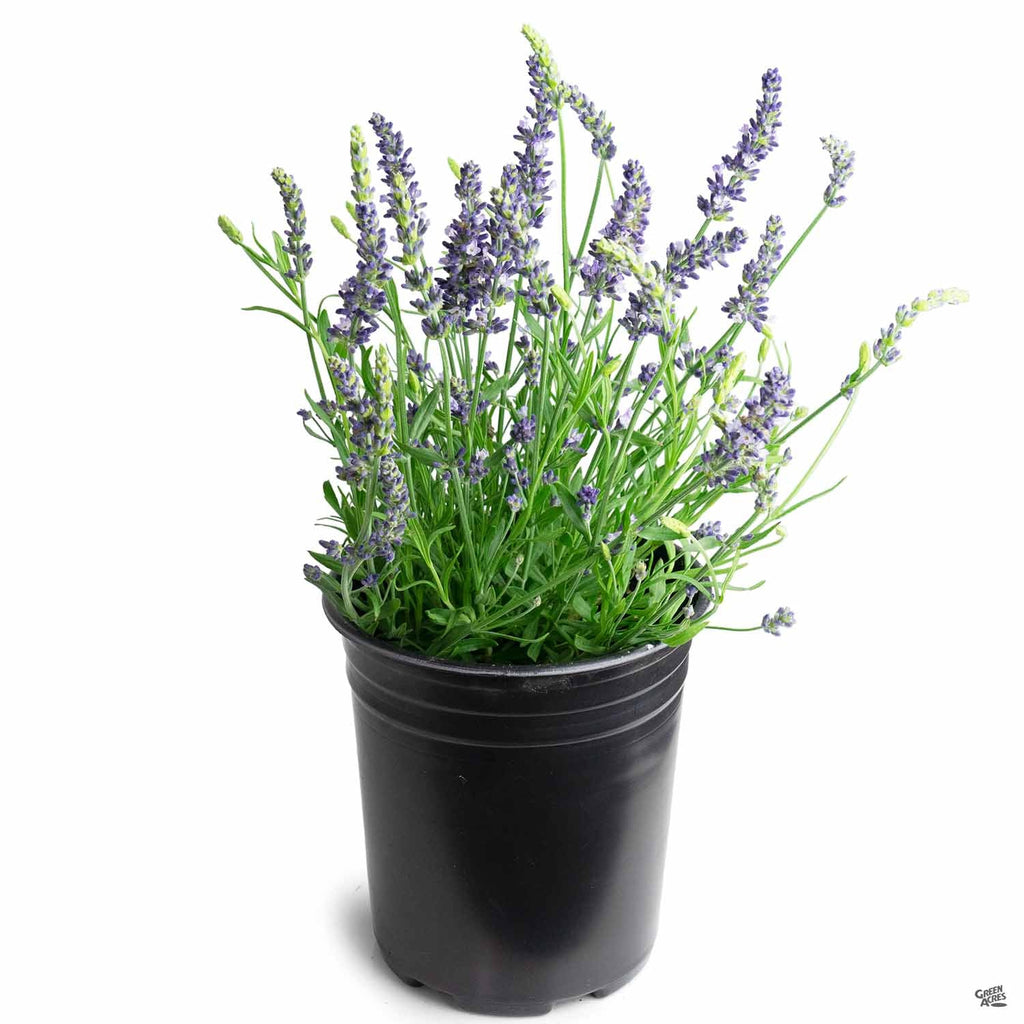 Blue Spear Lavender Seeds - The Plant Good Seed Company