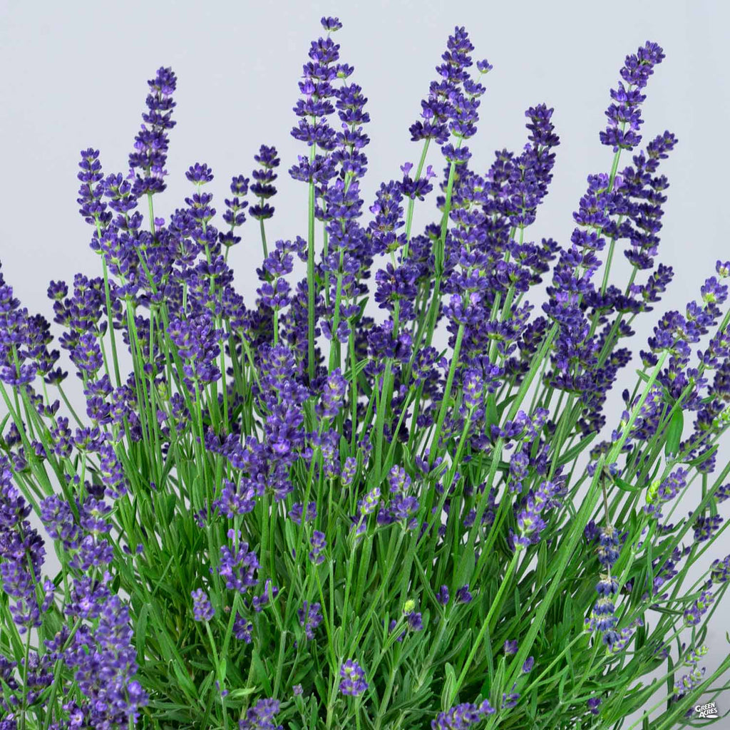 blue lavender plant Lavender 'Super Blue' — Green Acres Nursery & Supply