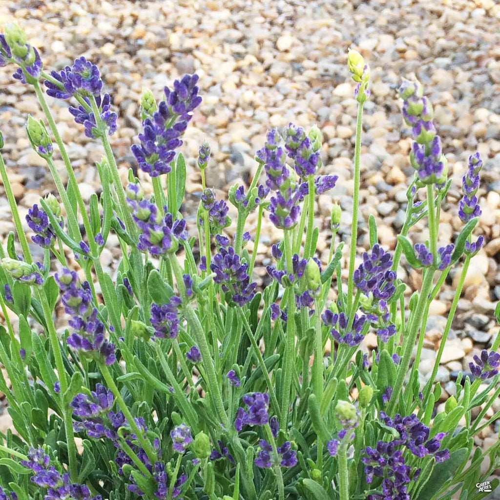 ellagance purple lavender plants Lavender 'Super Blue' — Green Acres Nursery & Supply