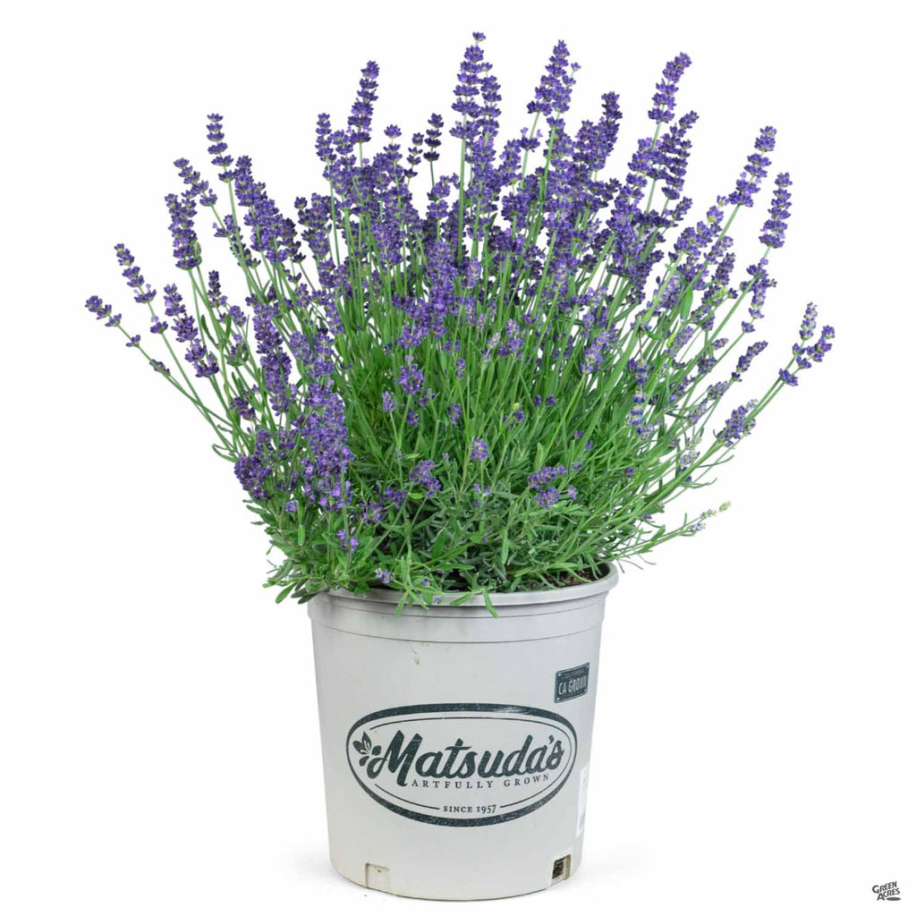 blue lavender plants Lavender 'Super Blue' — Green Acres Nursery & Supply