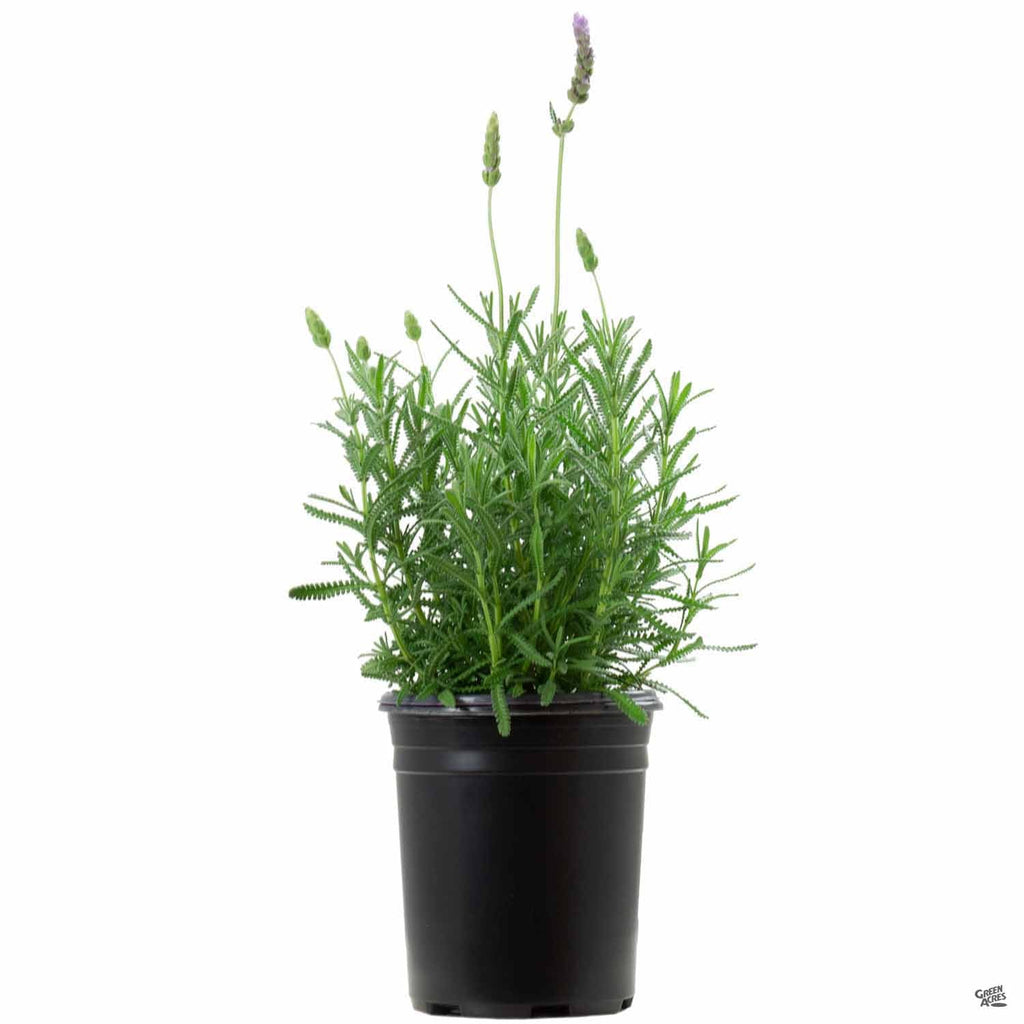 indoor french lavender plants for sale French Lavender — Green Acres Nursery & Supply