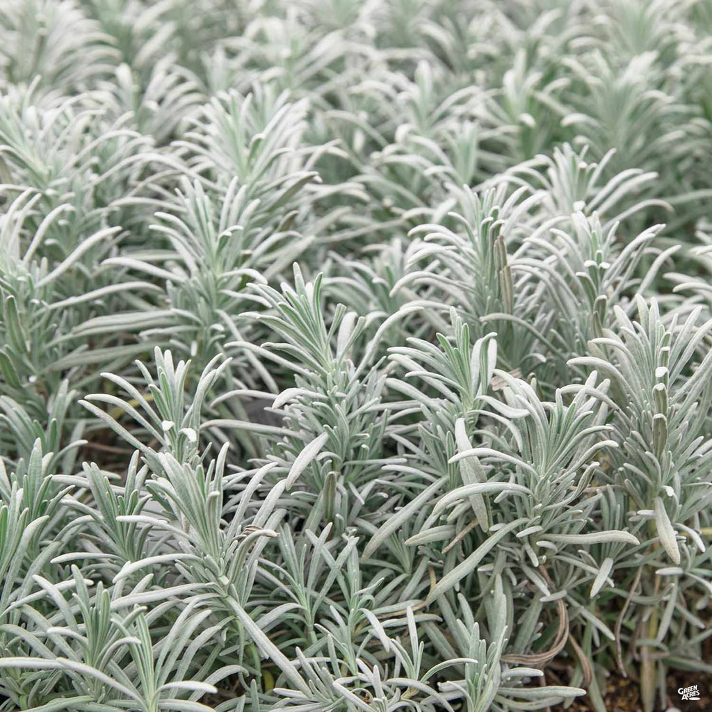 buy grosso lavender seeds Lavender 'Grosso' — Green Acres Nursery & Supply