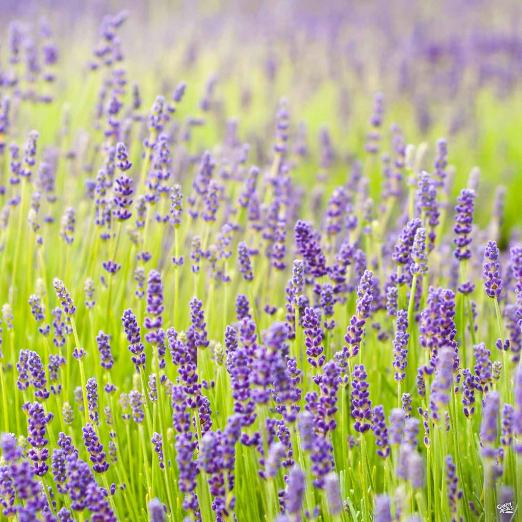 lavender hidcote plants for sale Lavender 'Hidcote' — Green Acres Nursery & Supply