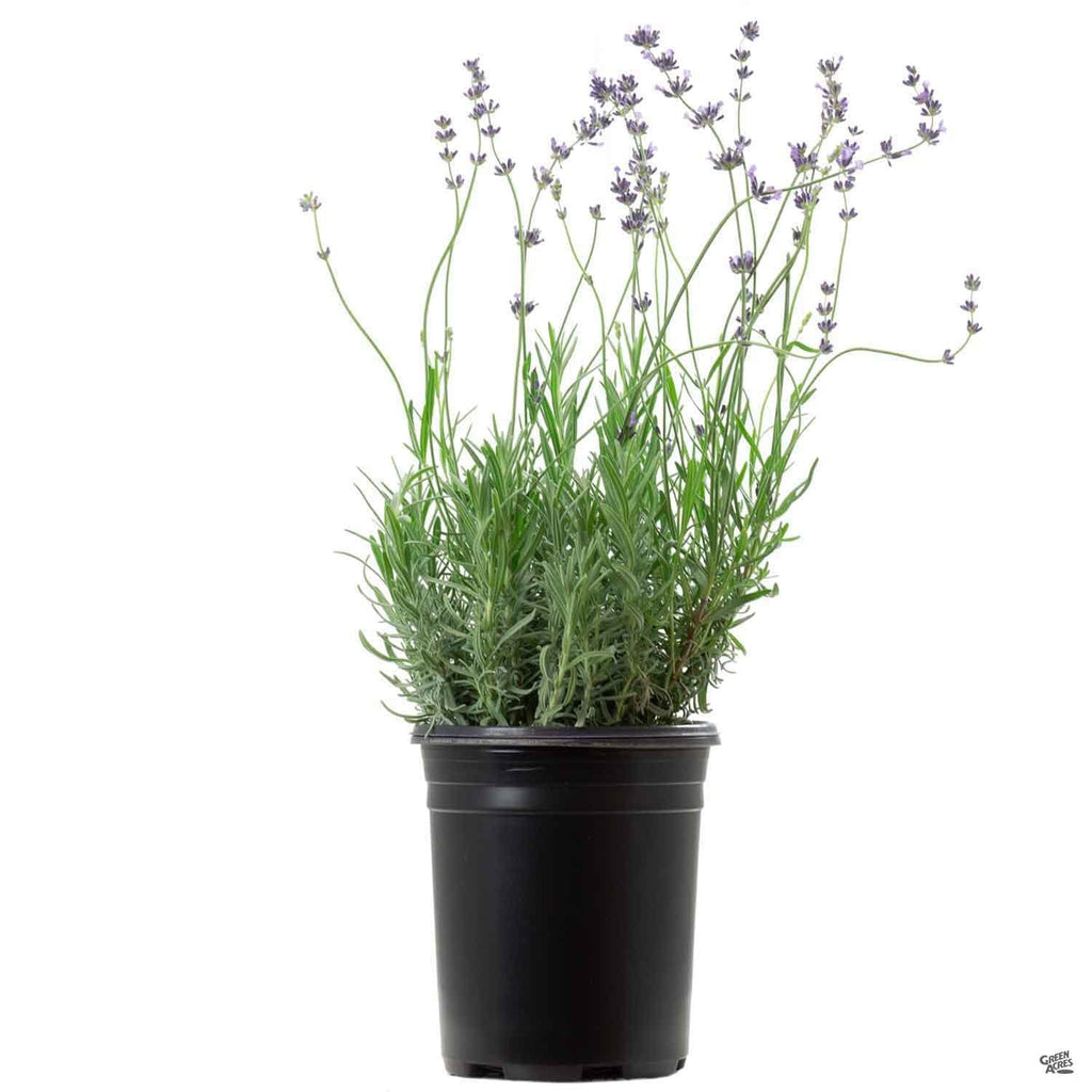 lavender hidcote plants for sale Lavender 'Hidcote' — Green Acres Nursery & Supply