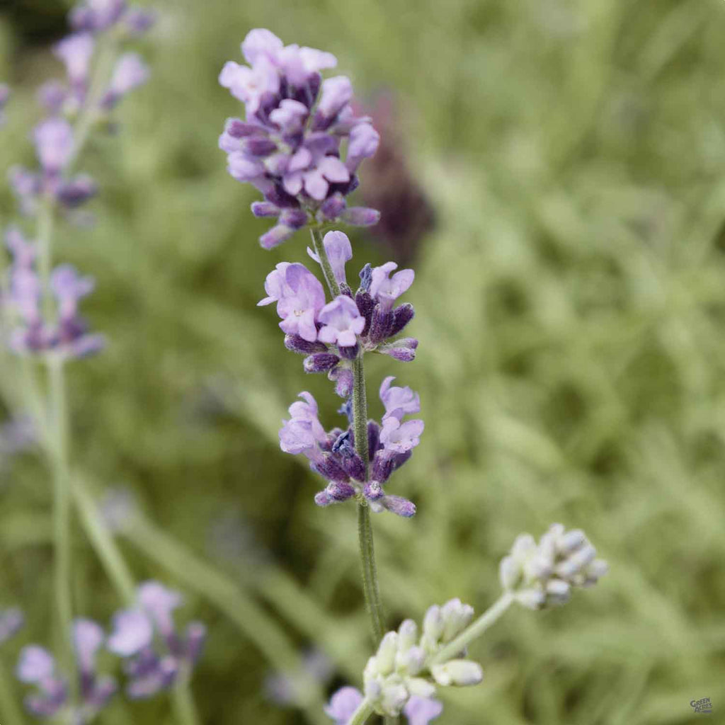 lavender plant munstead Lavender 'Munstead' — Green Acres Nursery & Supply