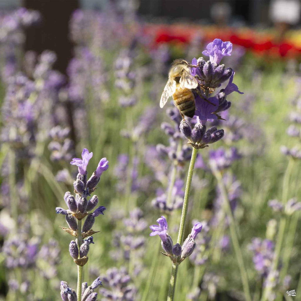 where to buy munstead lavender plants Lavender 'Munstead' — Green Acres Nursery & Supply